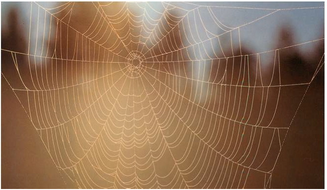 What Spider Knows about the Acceleration of&nbsp;Time